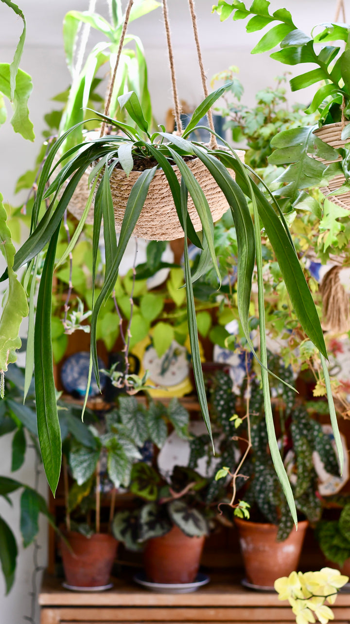 vittarifolium anthurium Anthurium Vittarifolium – Happy Houseplants
