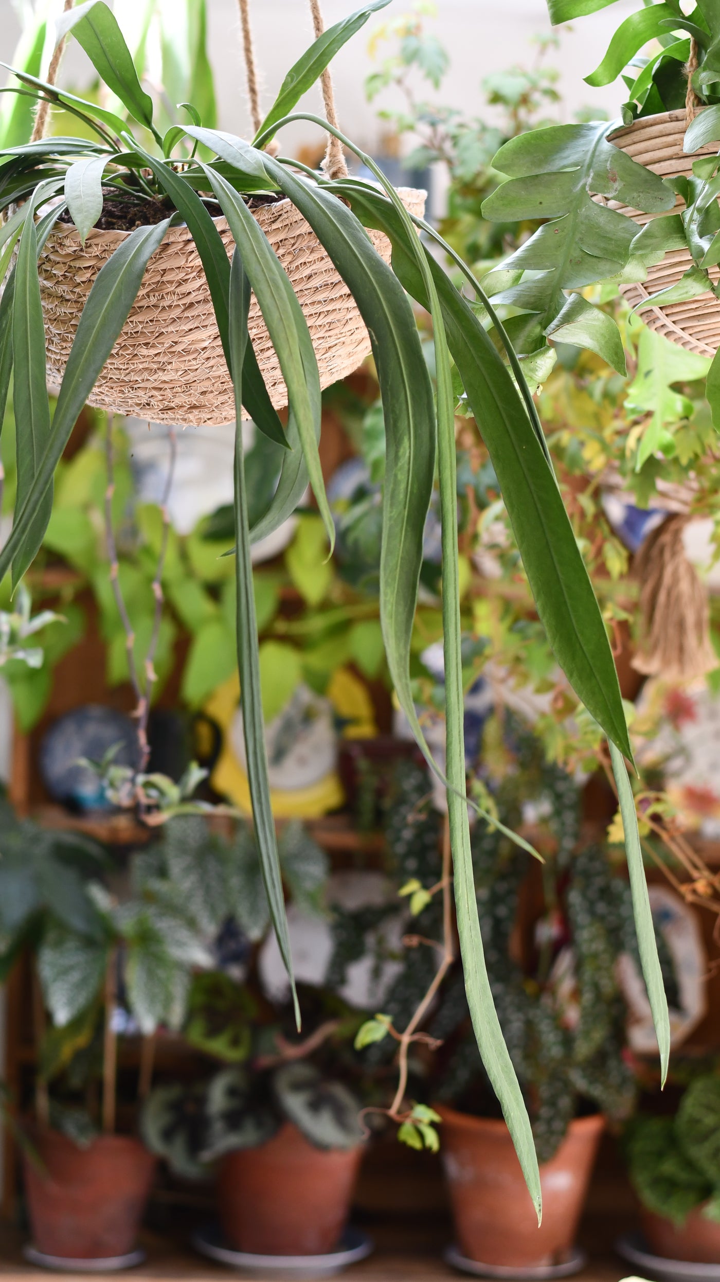 Anthurium Vittarifolium