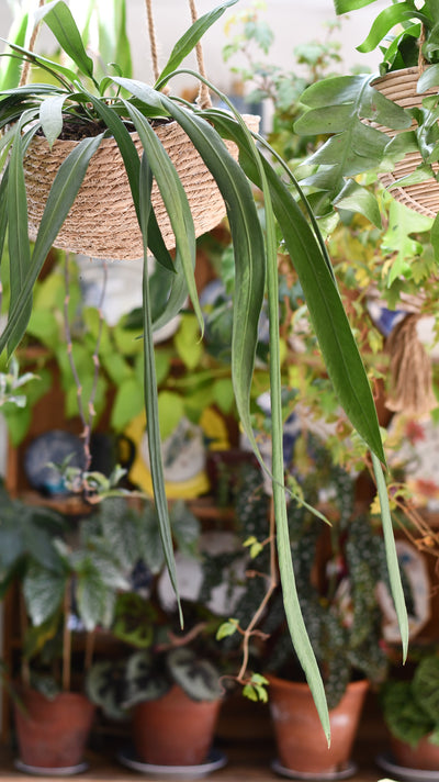 Anthurium Vittarifolium