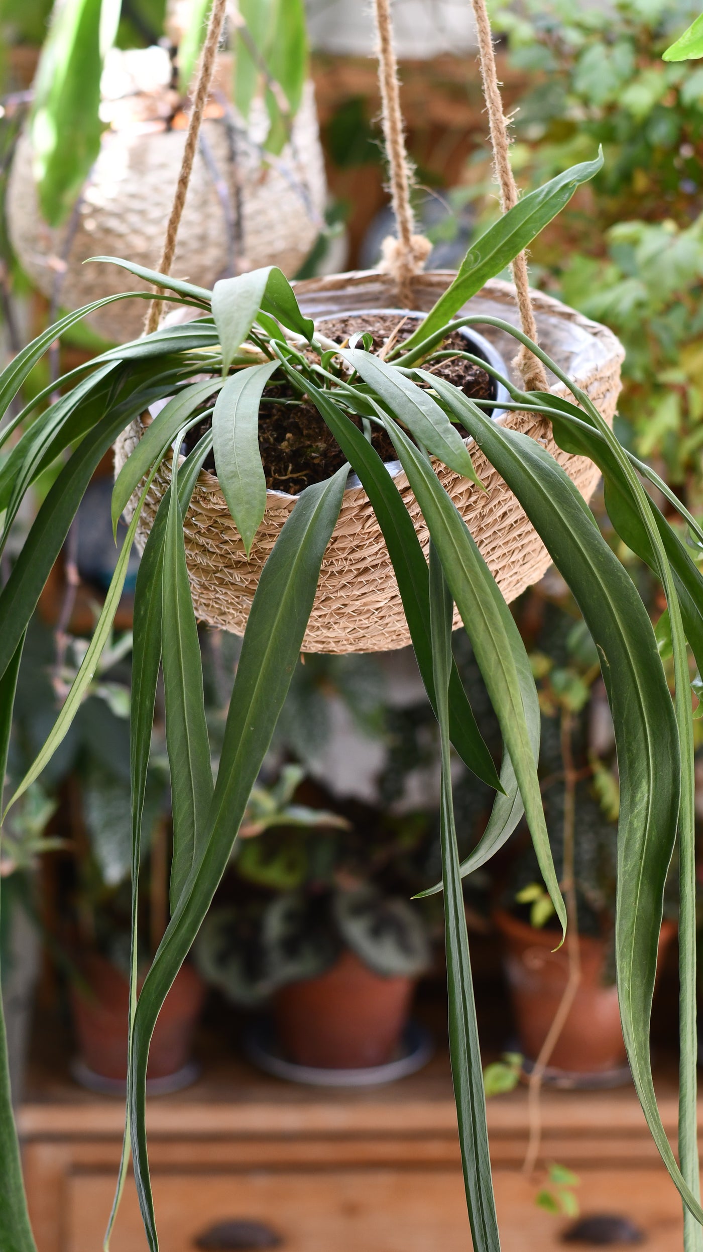 Anthurium Vittarifolium