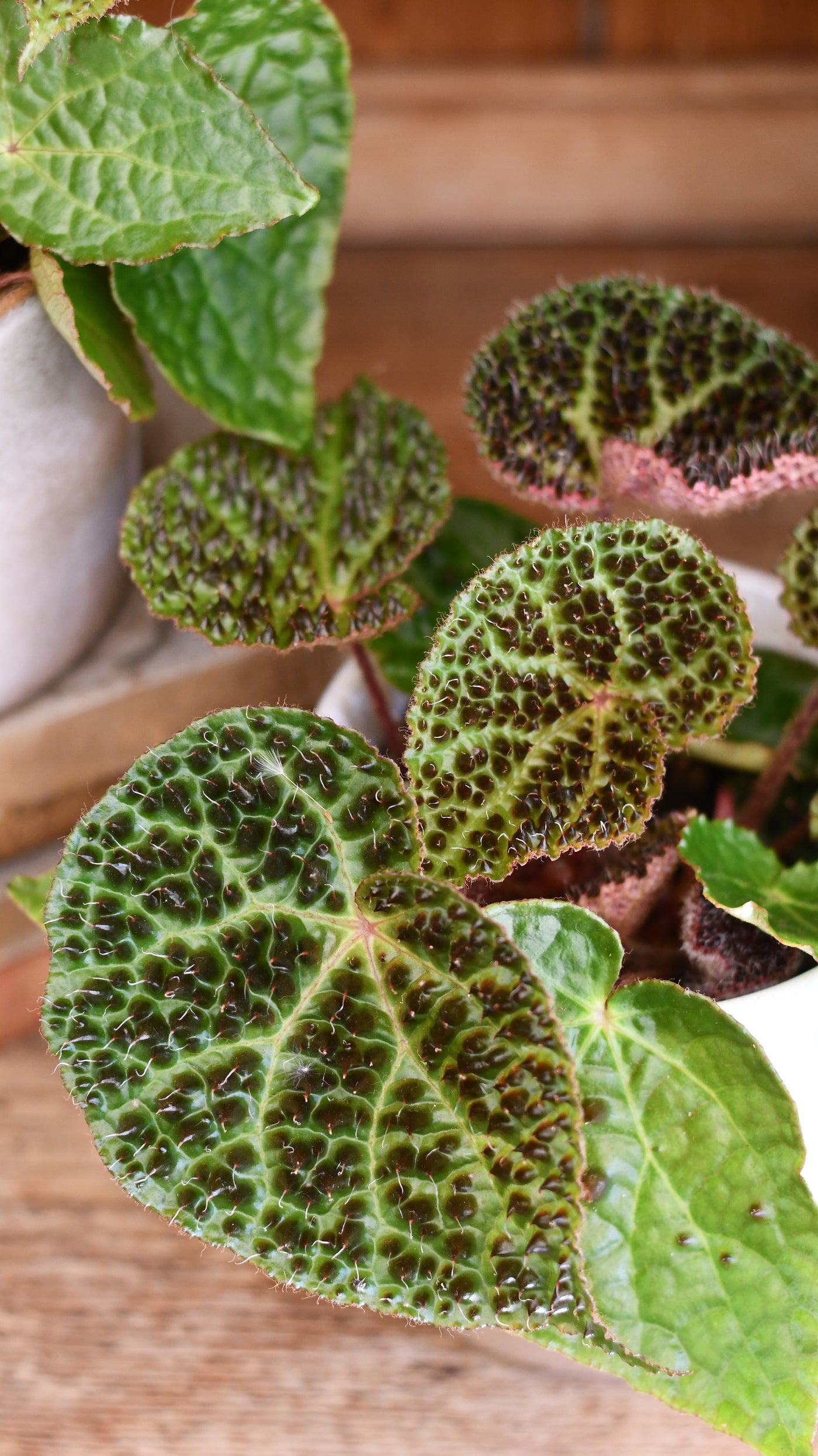 Begonia ferox (spiky begonia or ferocious begonia)