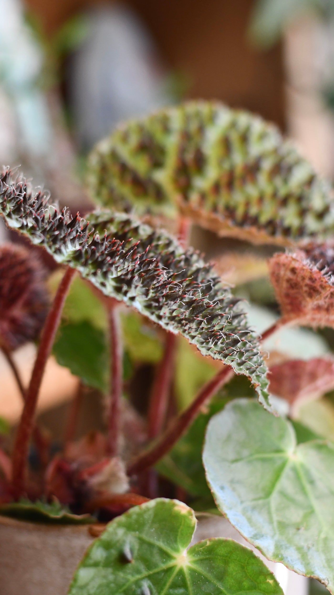 Begonia ferox (spiky begonia or ferocious begonia)