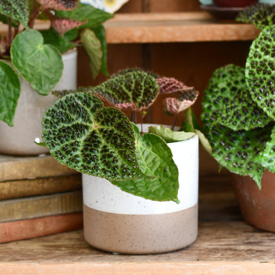 Shoreline Two-Tone Ceramic Pot