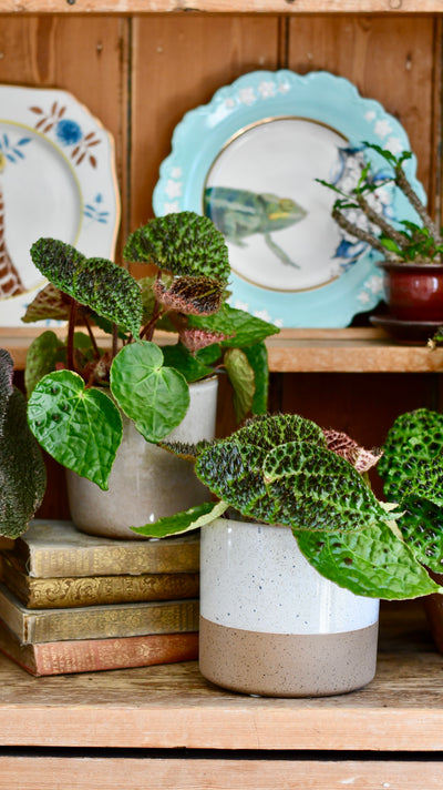 Begonia ferox (spiky begonia or ferocious begonia)