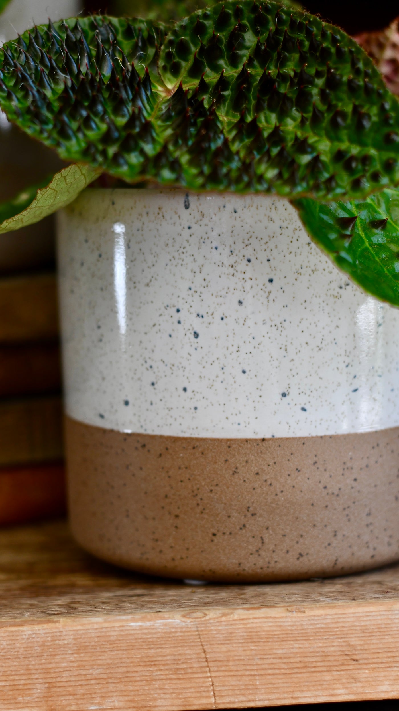 Shoreline Two-Tone Ceramic Pot