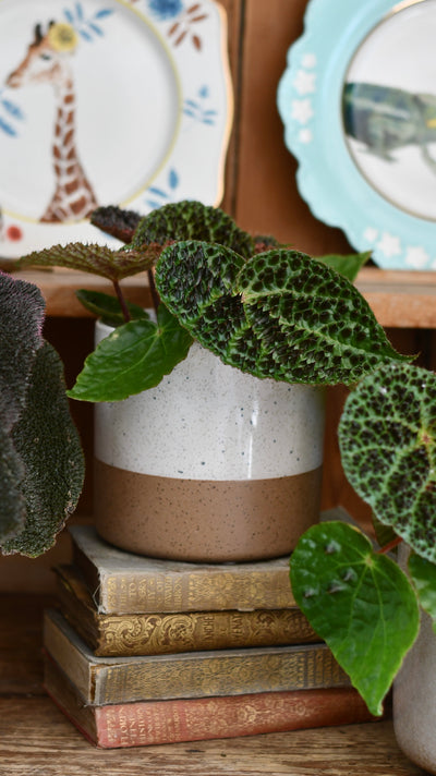 Begonia ferox (spiky begonia or ferocious begonia)