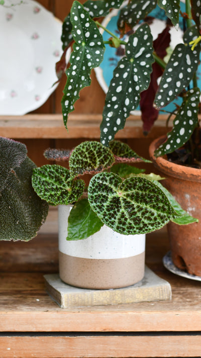 Begonia ferox (spiky begonia or ferocious begonia)