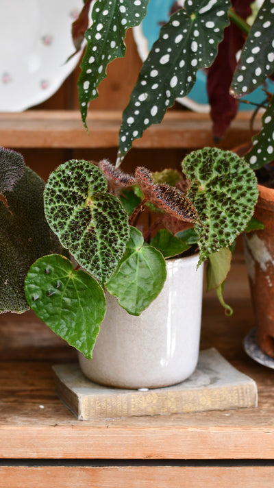 Begonia ferox (spiky begonia or ferocious begonia)