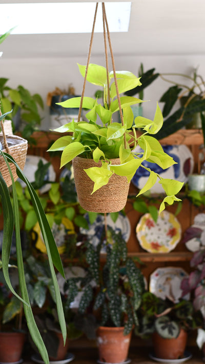 Hanging Basket & Plant Gift Bundled Together