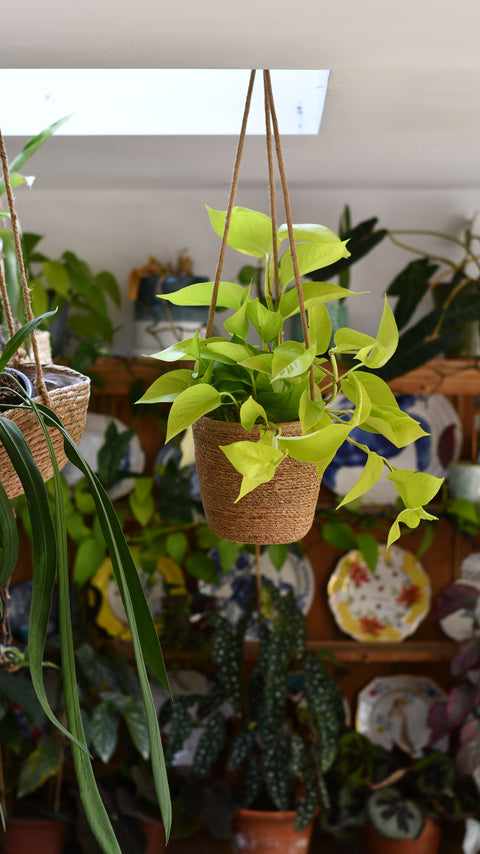 Hanging Basket & Plant Gift Bundled Together - Neon Pothos