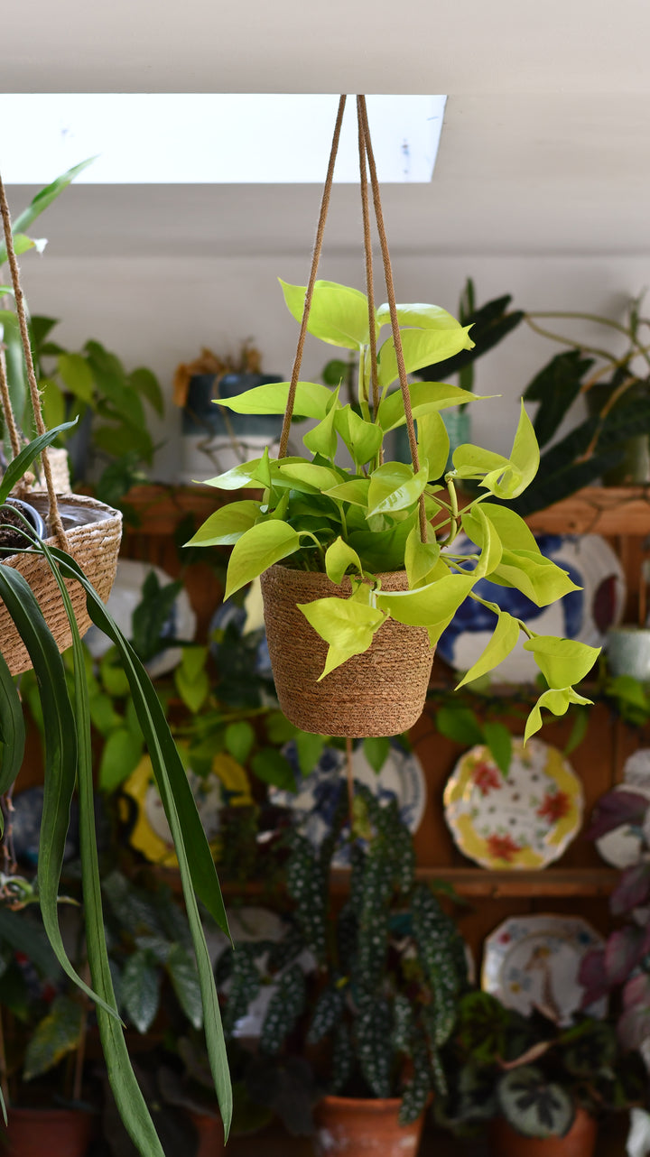 indoor hanging plant holders uk Hanging Basket & Plant Gift Bundled Together – Happy Houseplants