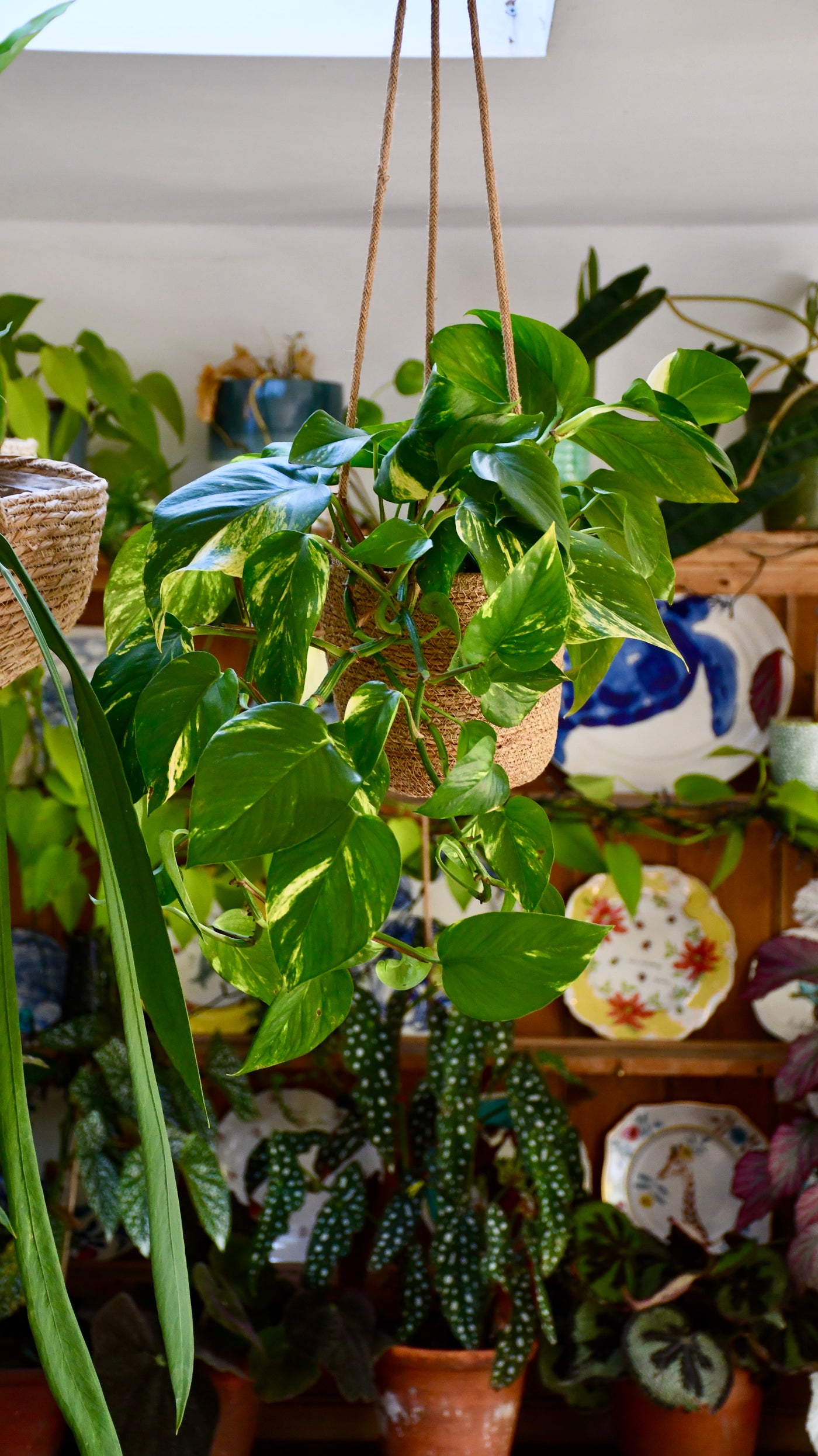 Hanging Basket & Plant Gift Bundled Together
