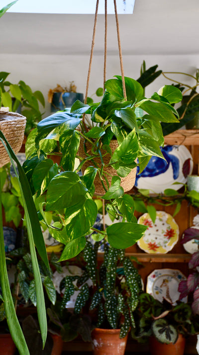 Hanging Basket & Plant Gift Bundled Together