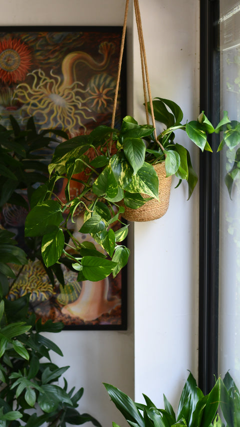 Hanging Basket & Plant Gift Bundled Together - Devils Ivy