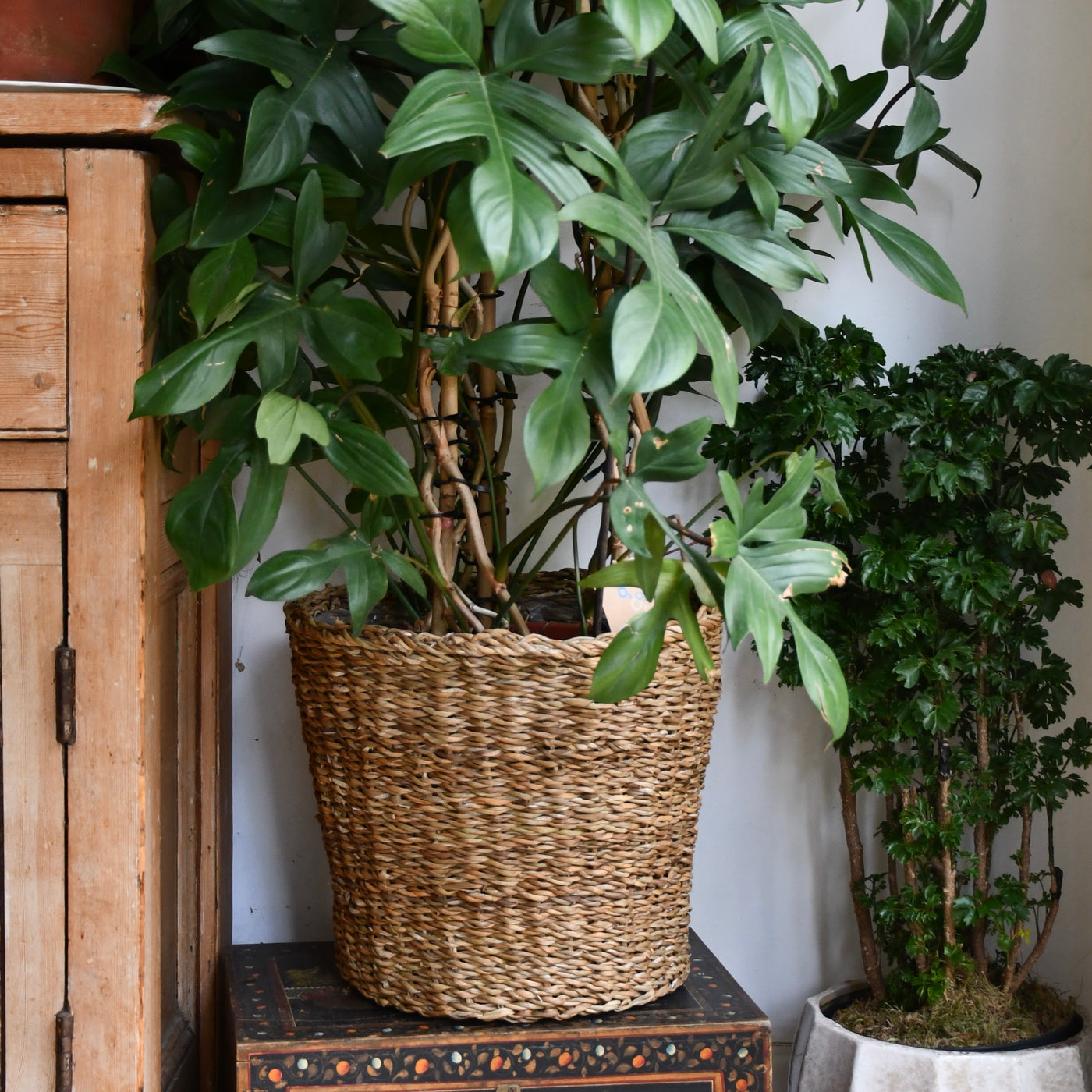 Boho Wicker Basket Planter 30cm – Waterproof Lined Pot for Indoor Plants