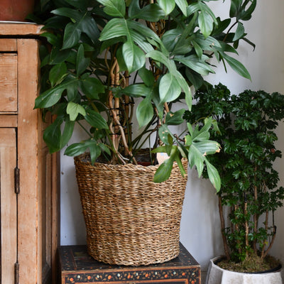 Boho Wicker Basket Planter 30cm – Waterproof Lined Pot for Indoor Plants