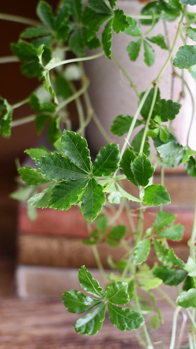 Parthenocissus striata – Extra Large Trailing Plant