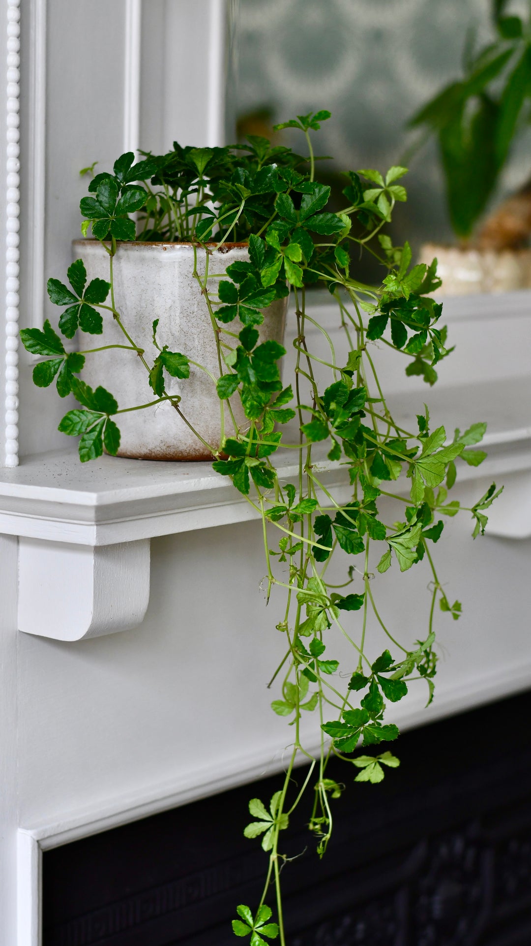 Buy Cissus striata