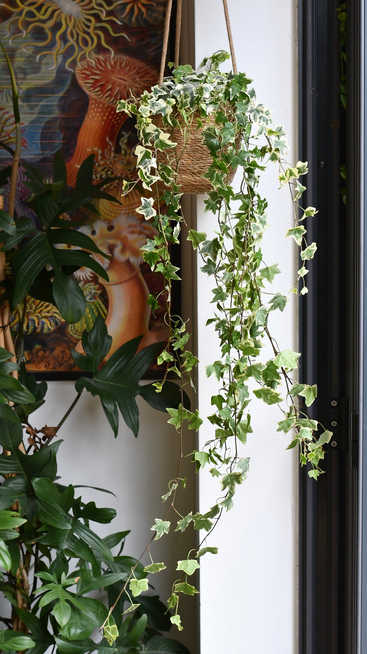 English Ivy (Hedera helix) – Extra Large Trailing Plant