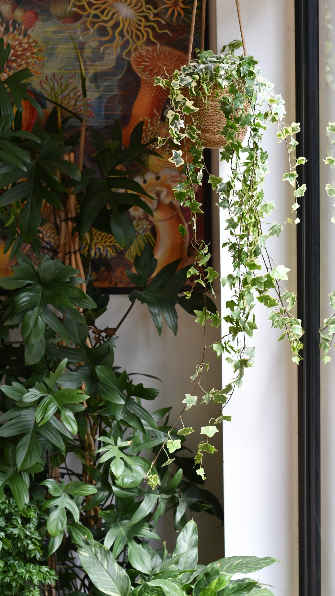 hanging plants uk English Ivy | Trailing Houseplant UK
