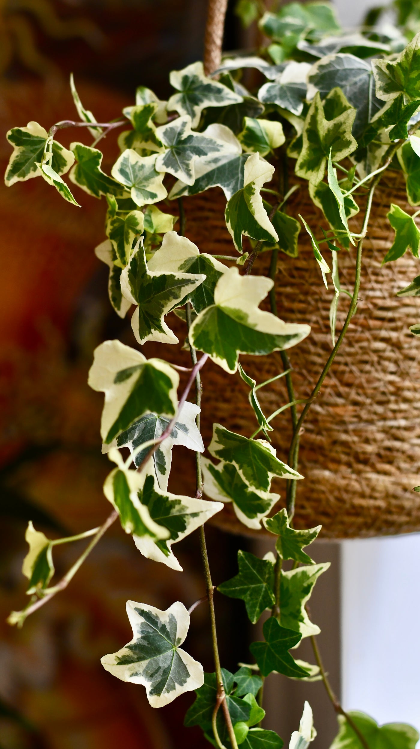 English Ivy (Hedera helix) – Extra Large Trailing Plant