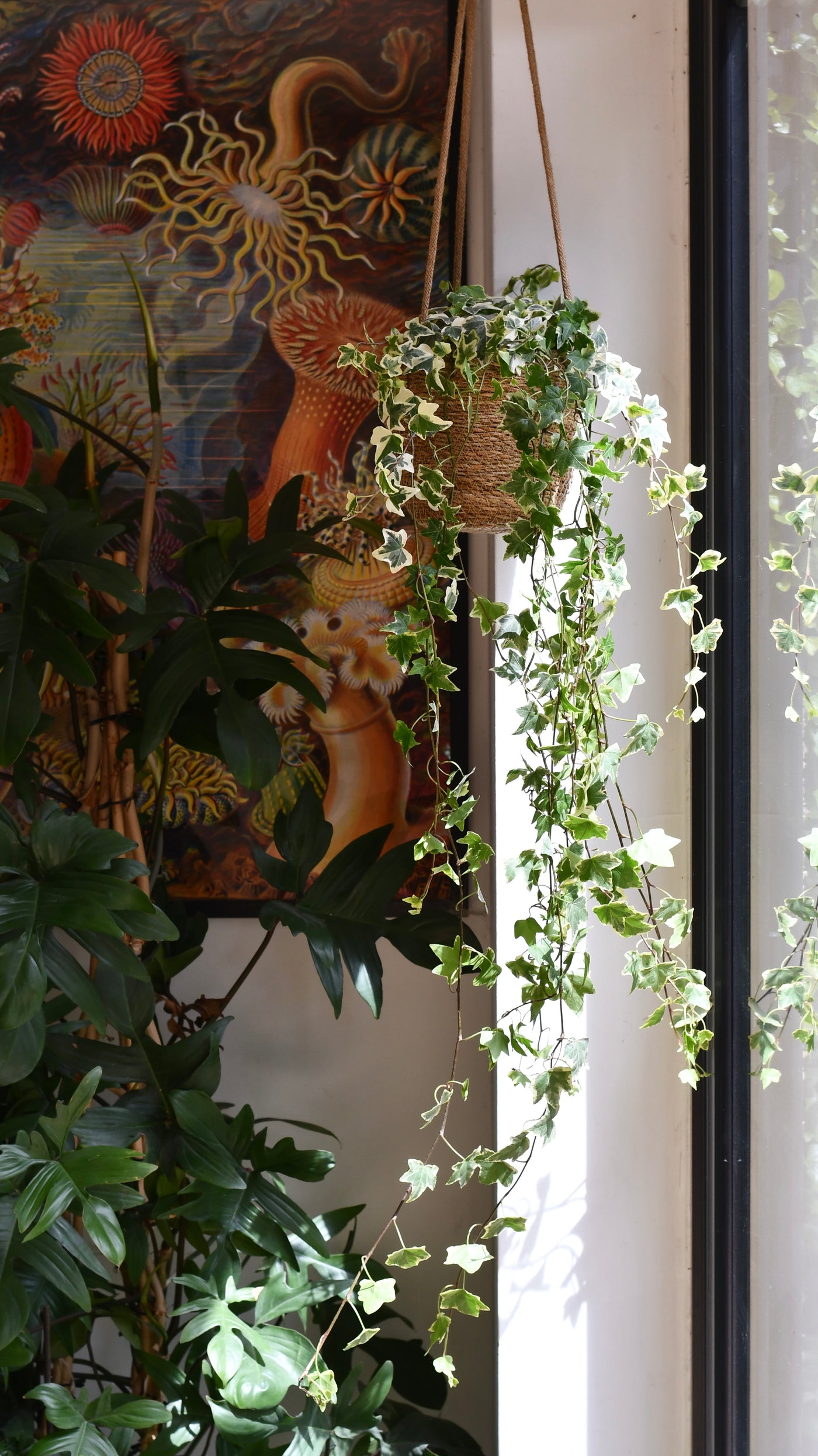 hanging ivy plant indoor English Ivy | Trailing Houseplant UK