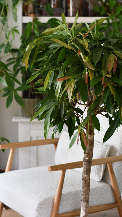 Ficus Amstel King Indoor Tree