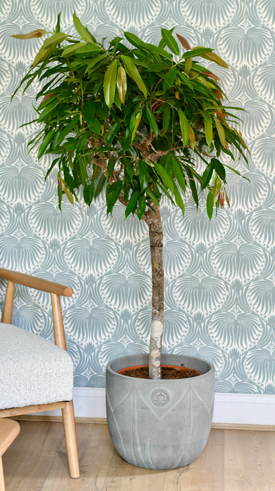 Ficus Amstel King Indoor Tree