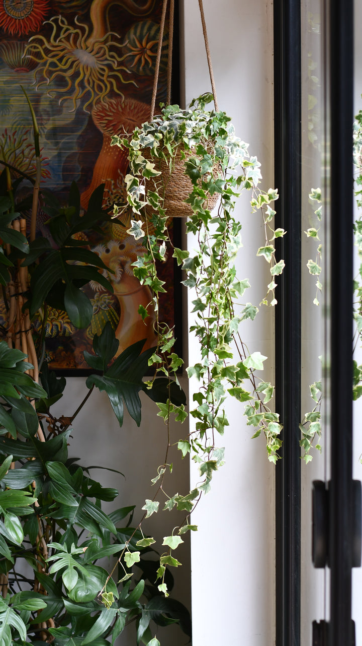 english ivy indoor hanging plant English Ivy | Trailing Houseplant UK