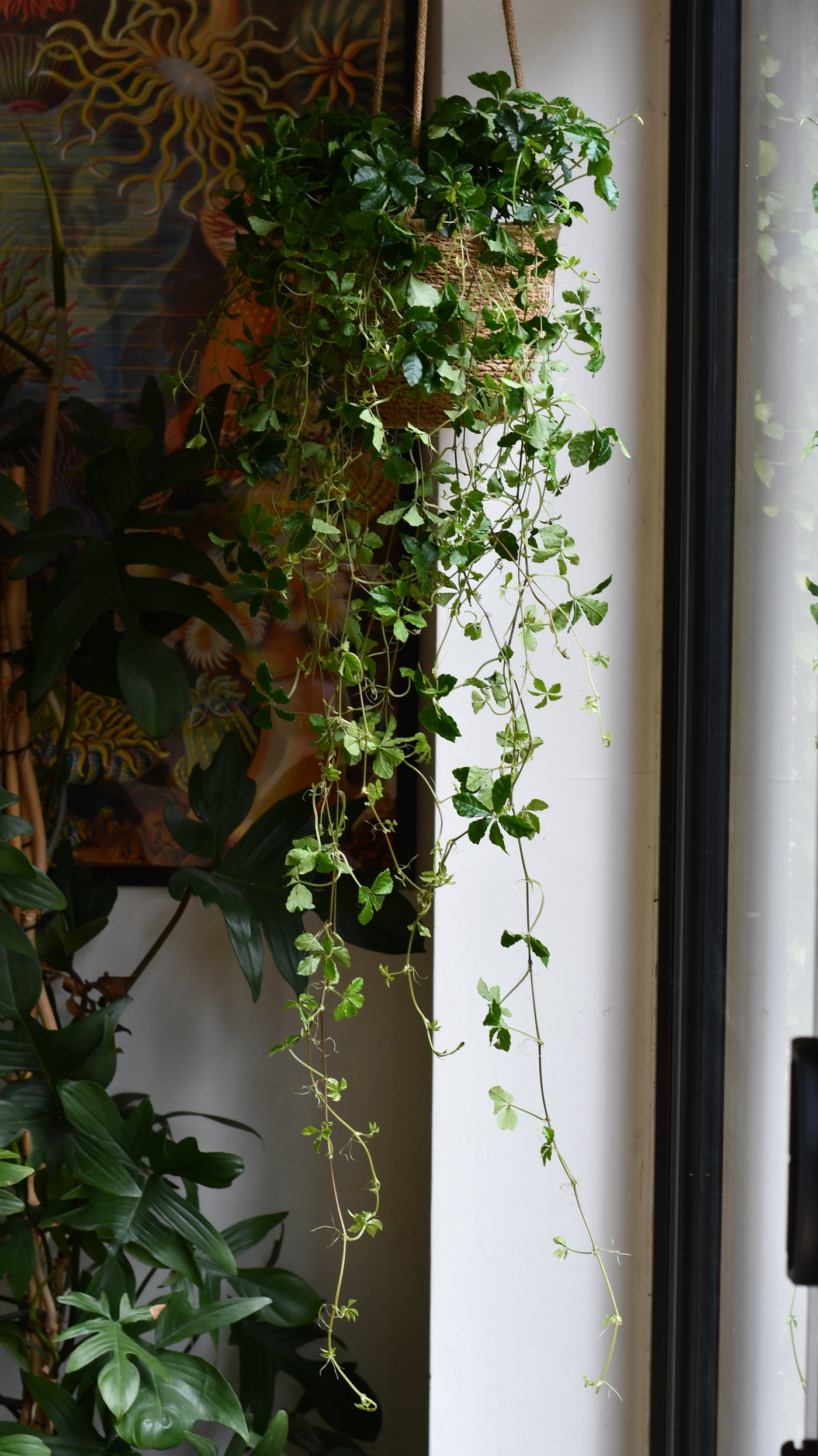 large trailing plants indoor Buy Parthenocissus striata