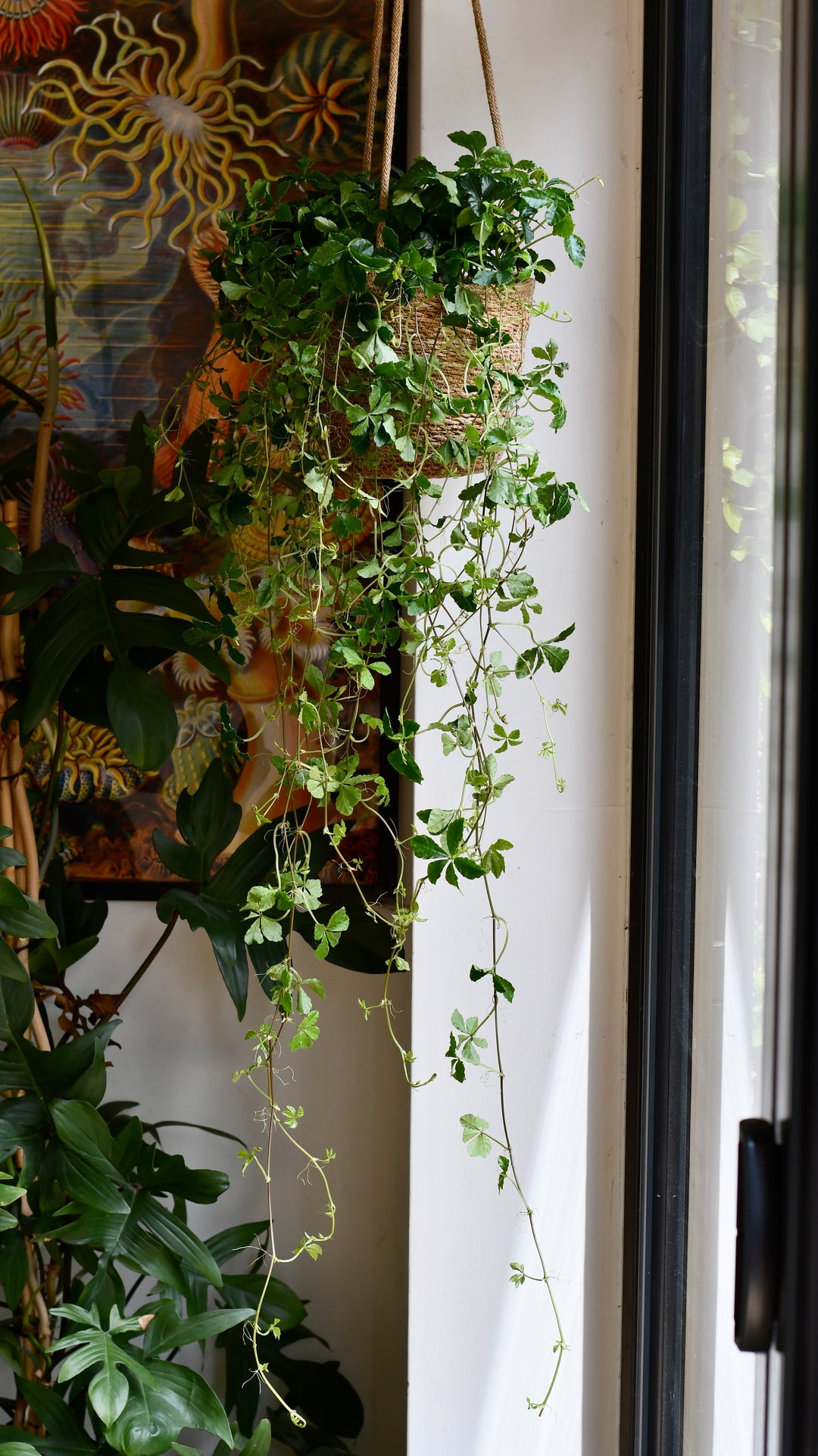 hanging plants uk Buy Parthenocissus striata