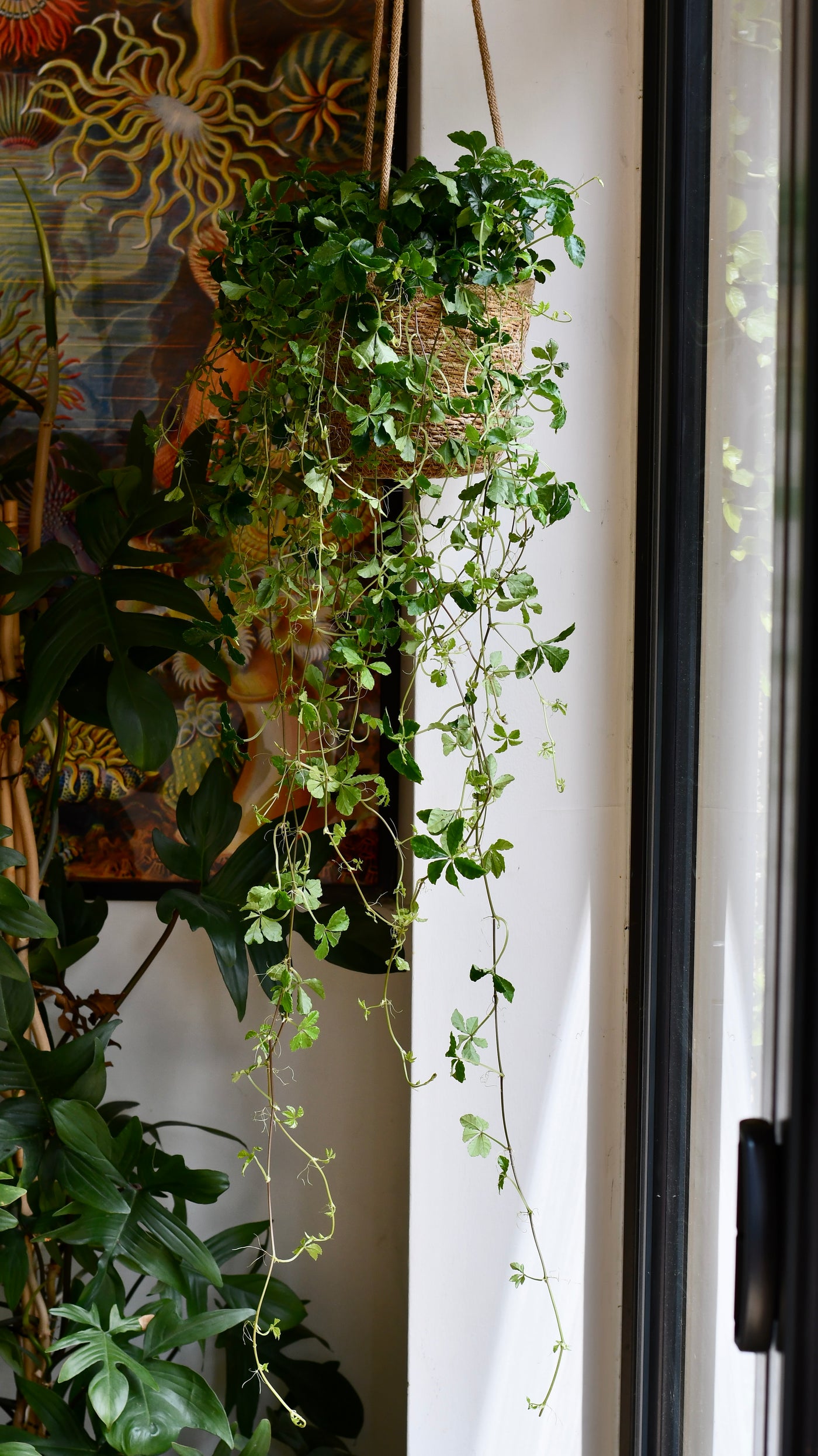 Parthenocissus striata – Extra Large Trailing Plant