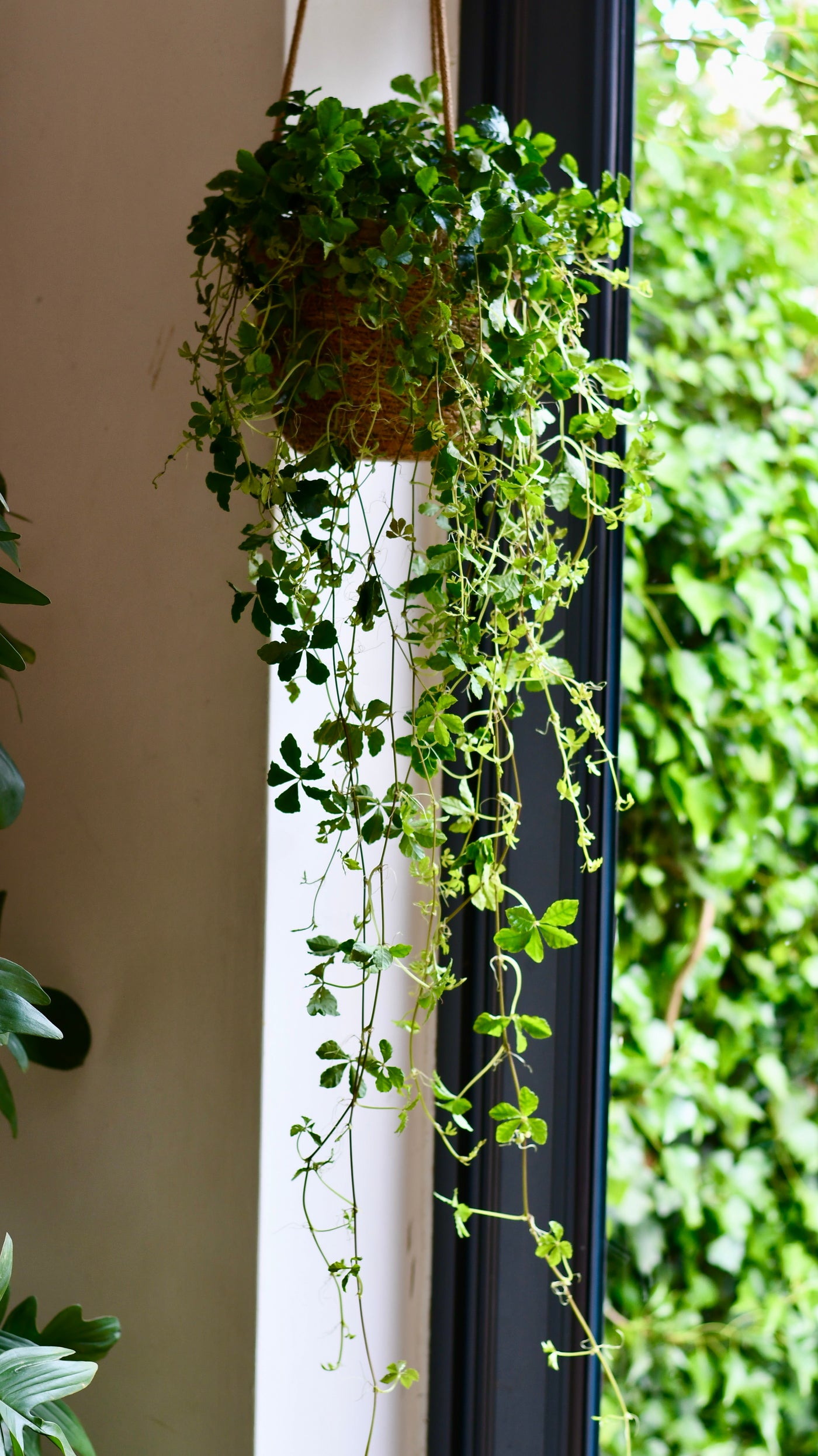 large leaf hanging plant Buy Parthenocissus striata