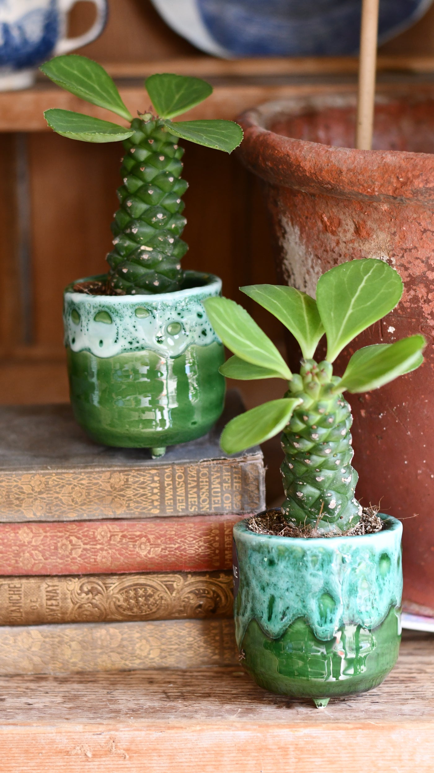 mini palm tree succulent Euphorbia ritchiei | Rare Cactus