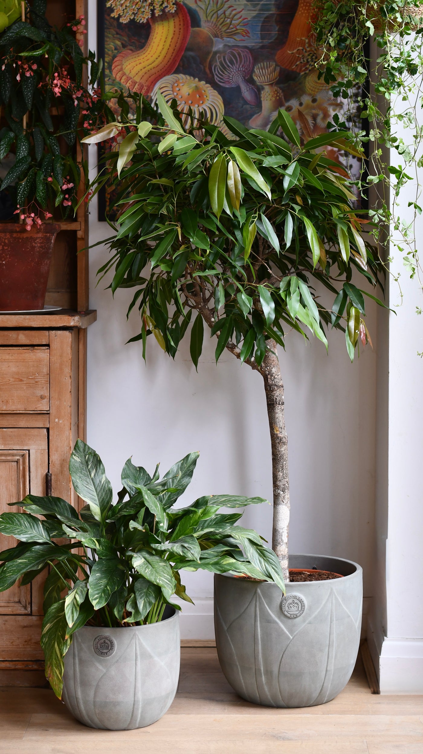 Ficus Amstel King Indoor Tree