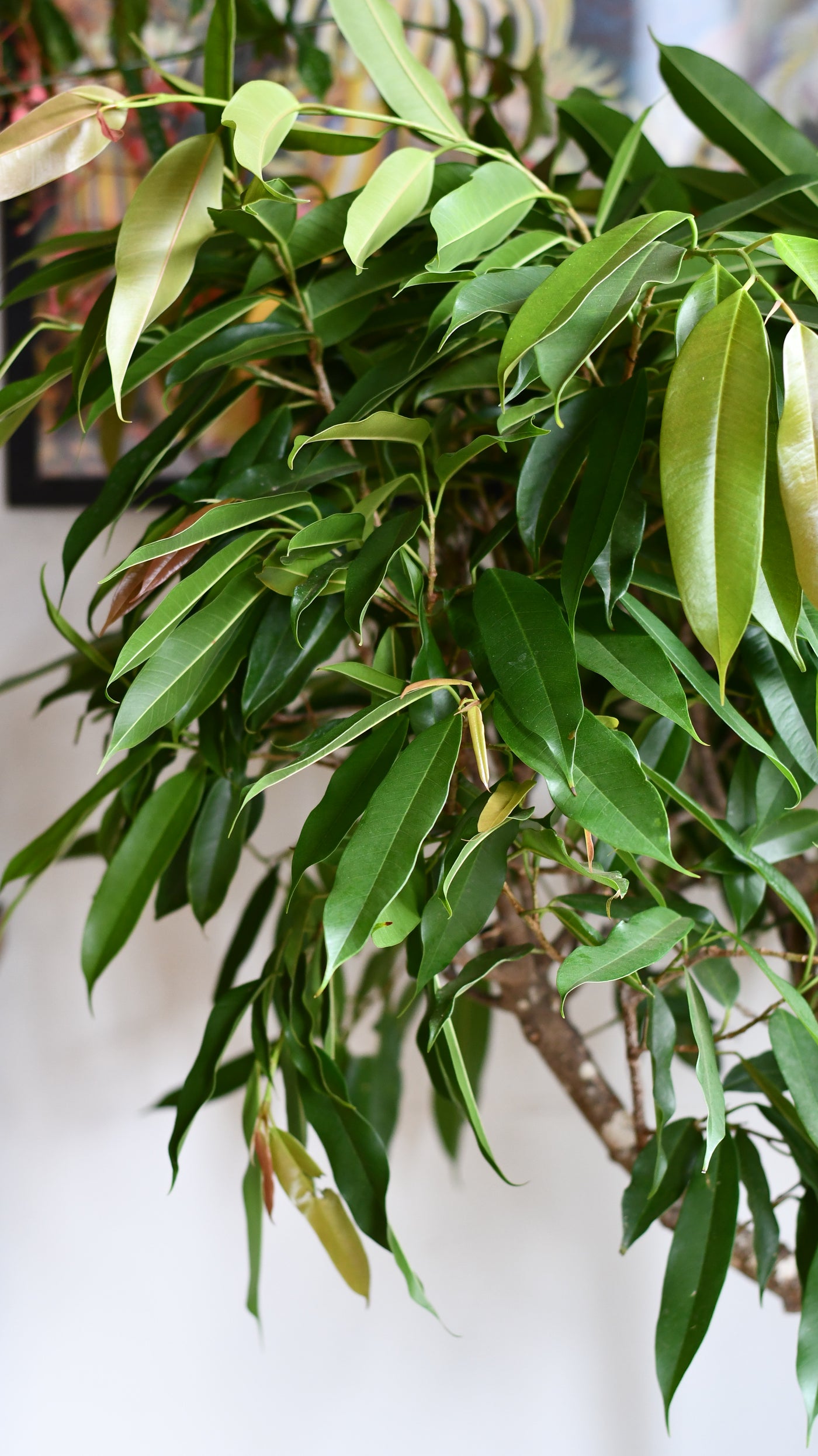 Ficus Amstel King Indoor Tree