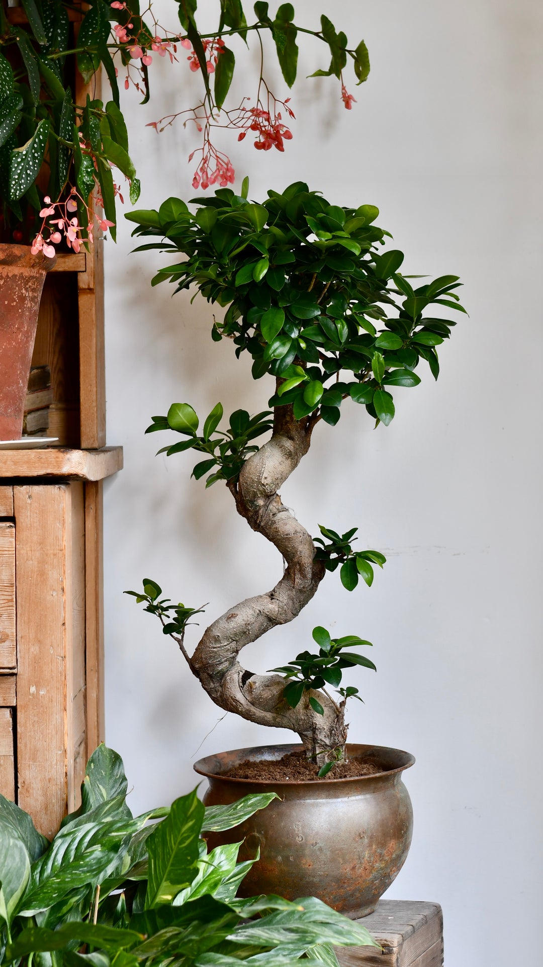 average price of a bonsai tree Ficus Ginseng – Sculptural Indoor Bonsai Tree – Happy Houseplants