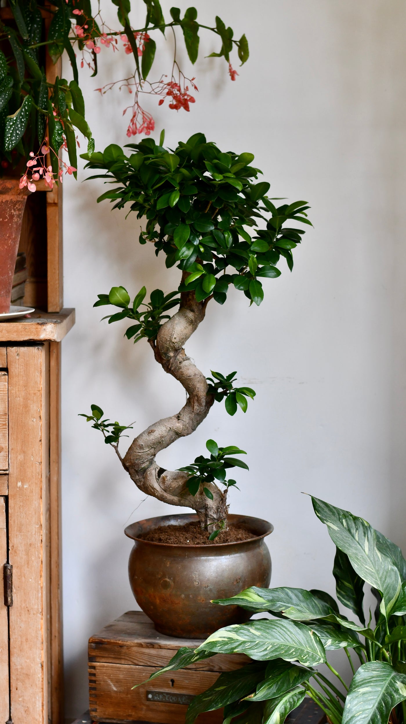 Ficus Ginseng – Sculptural Indoor Bonsai Tree