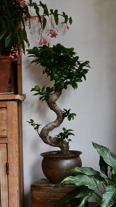 Ficus Ginseng – Sculptural Indoor Bonsai Tree