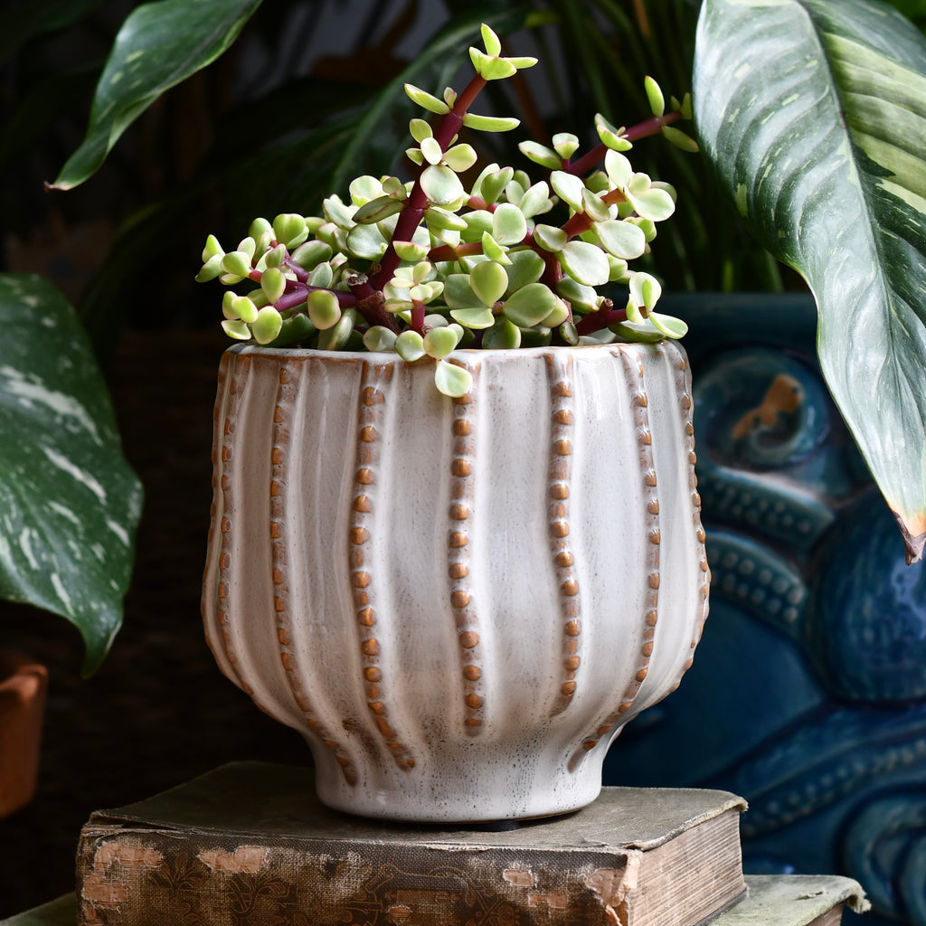 The Sandbar Ceramic Pot 12cm – Happy Houseplants