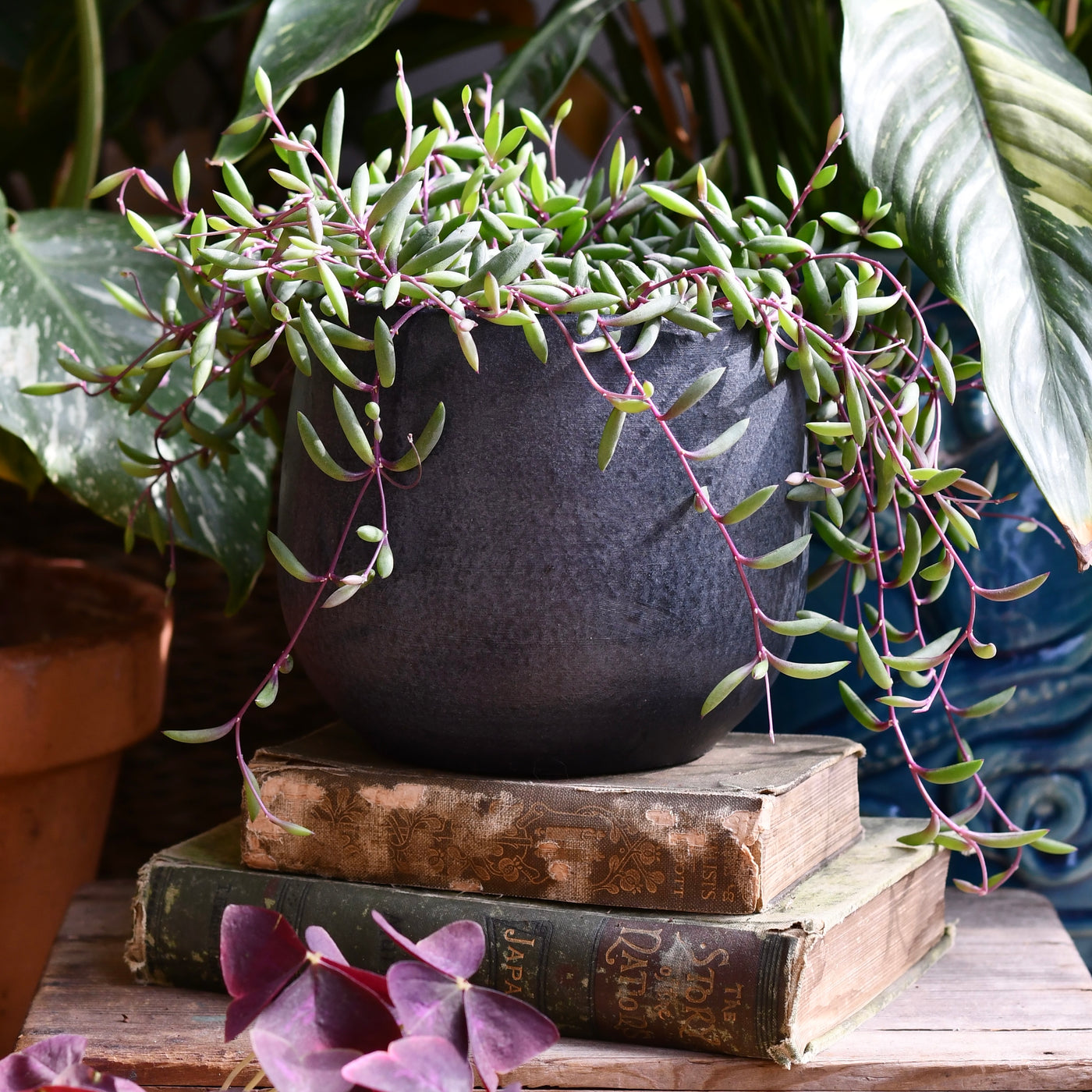 13cm plant pot The Graphite Curve Pot 13cm Plant Pot – Happy Houseplants