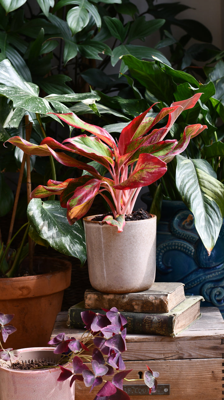 aglaonema crete pink Aglaonema Crete | Happy Houseplants