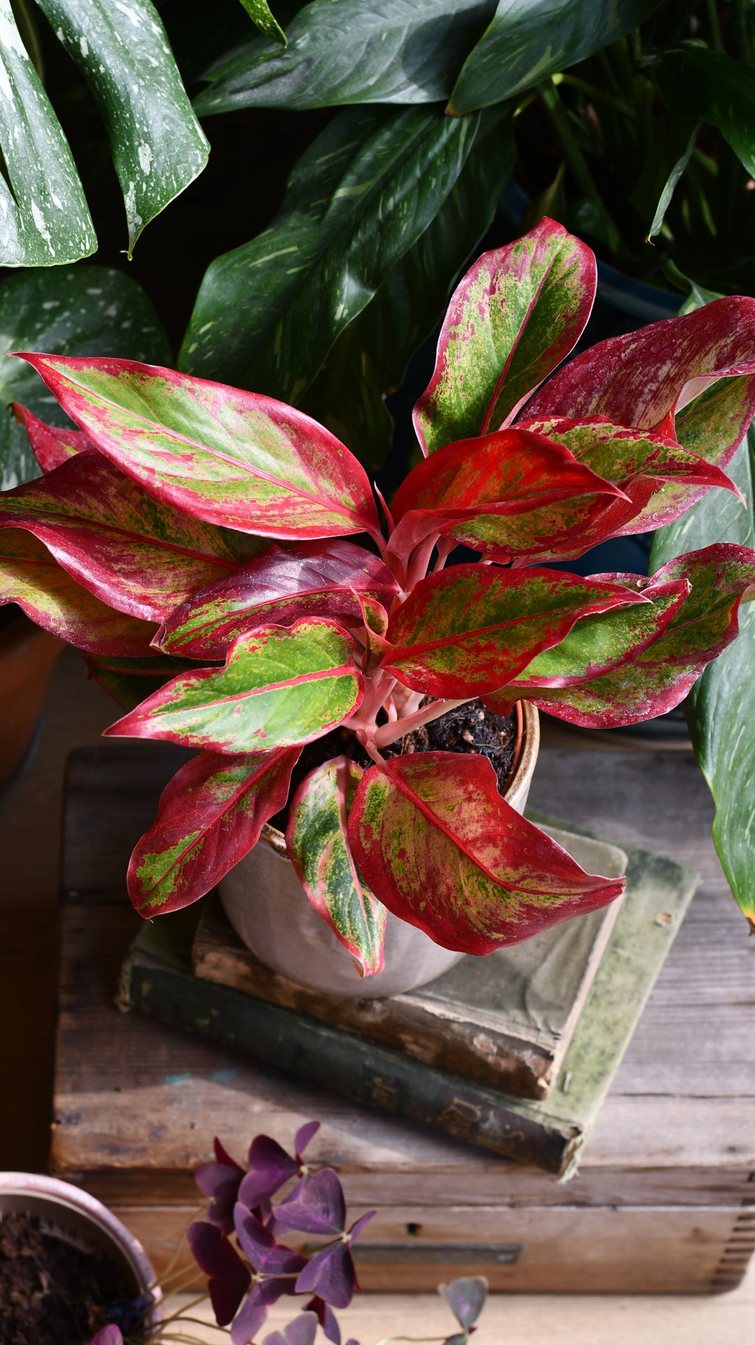 aglaonema creta care Aglaonema Crete | Happy Houseplants