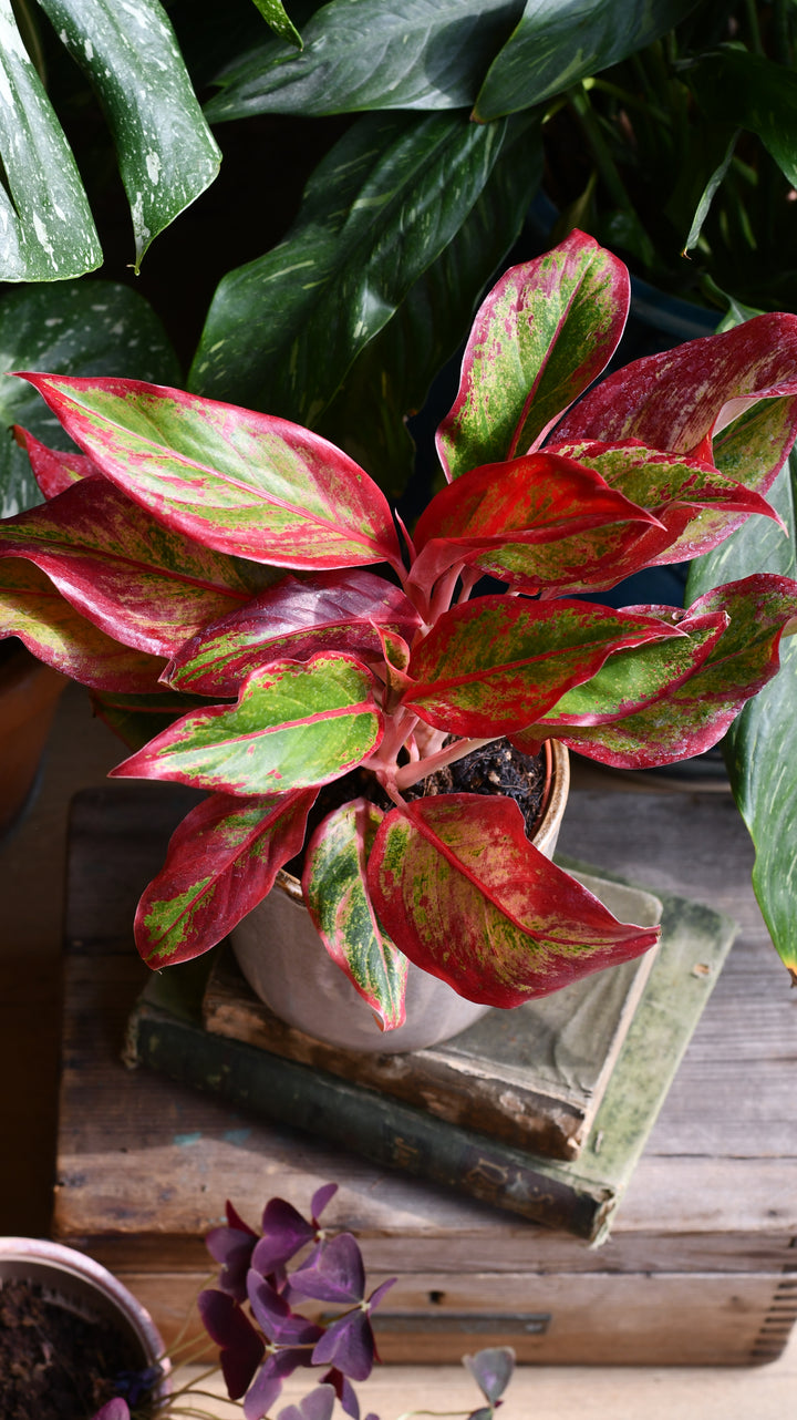 Aglaonema Crete | Happy Houseplants
