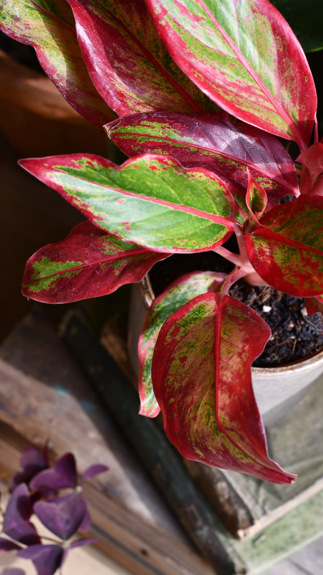 aglaonema golden papaya Aglaonema Green Papaya | Unique and Rare Houseplants for Delivery main image 0