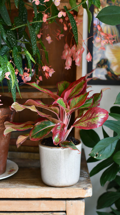Aglaonema Crete