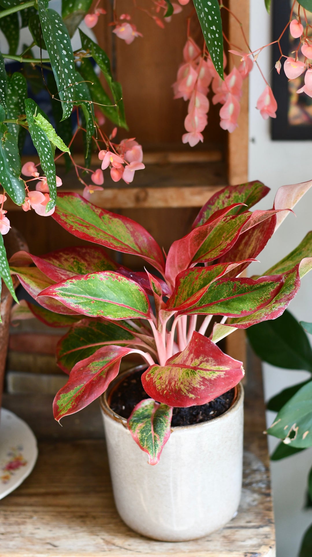 aglaonema creta care Aglaonema Crete | Happy Houseplants