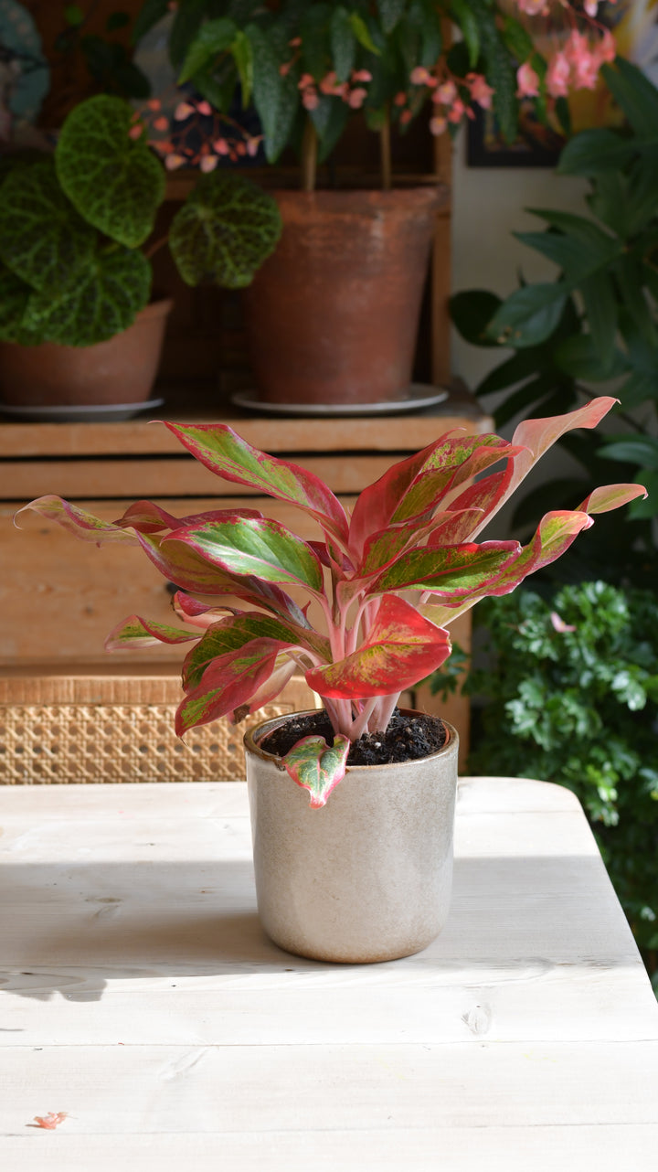 aglaonema crete origin Aglaonema Crete | Happy Houseplants