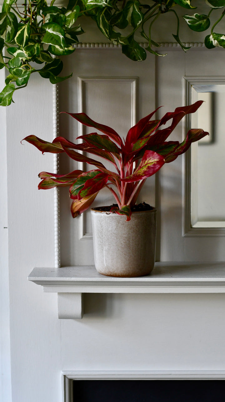 aglaonema creta indoor care Aglaonema Crete | Happy Houseplants
