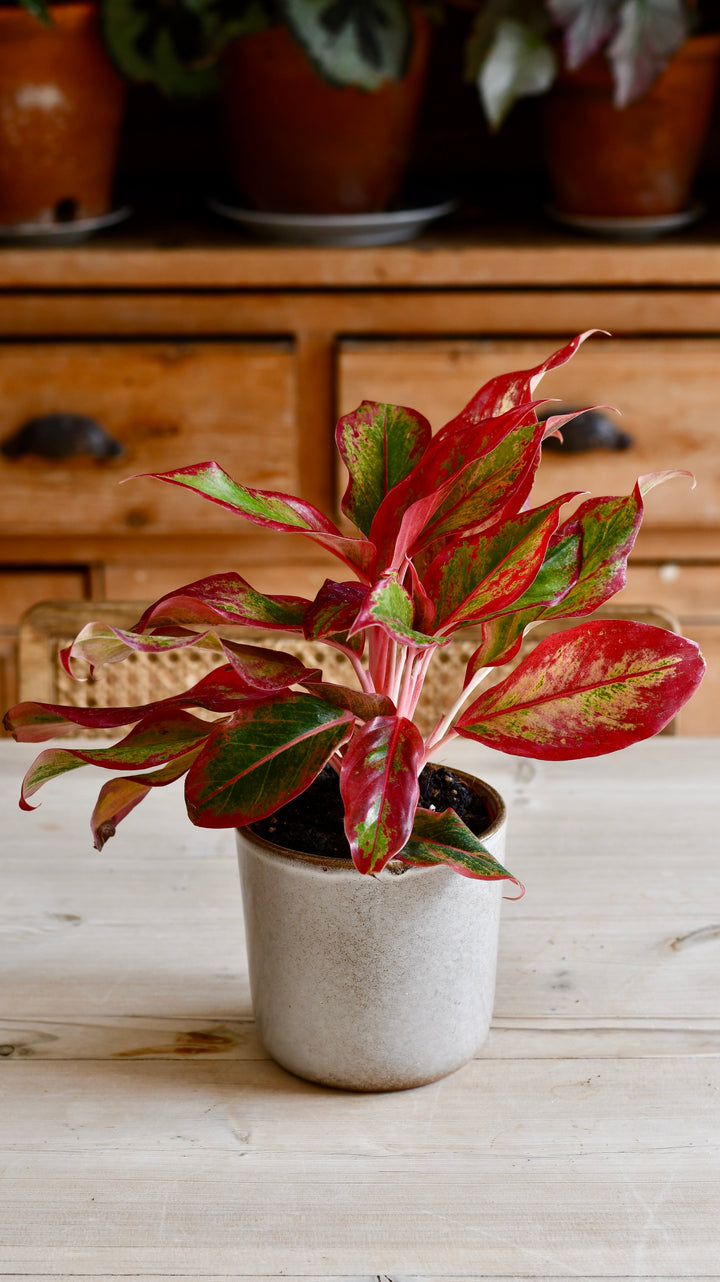 aglaonema creta in 6 in grower pot Aglaonema Crete | Happy Houseplants
